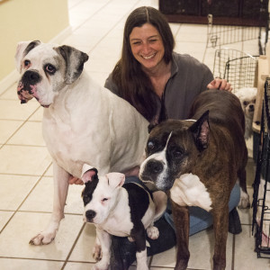 Carol with Judy Sircher's lap dogs: Rookie, Atticus and a foster pup named Bart.