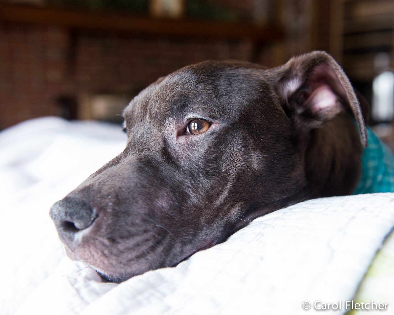 Preventing Kennel Cough and Avoiding Canine Influenza