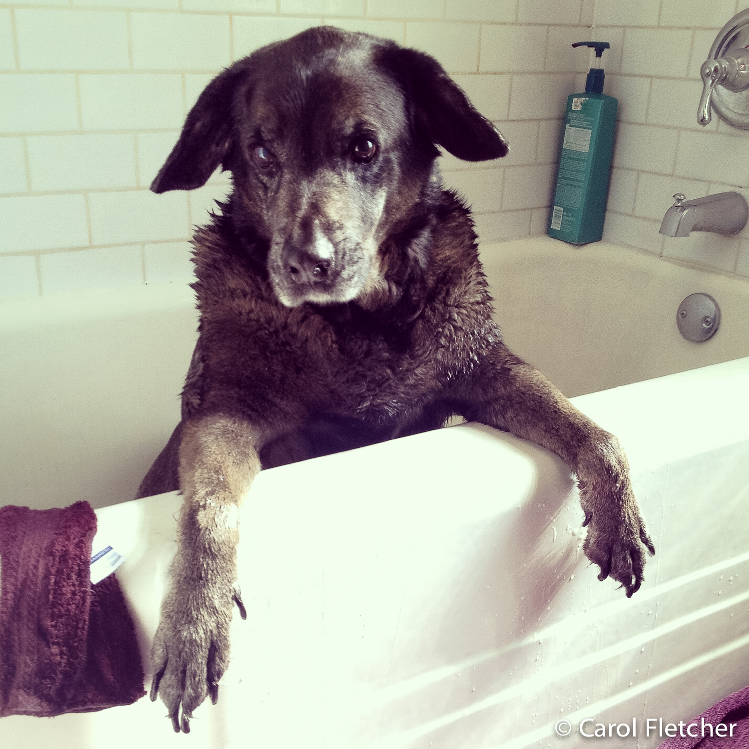 Deskunking a dog in a bathtub