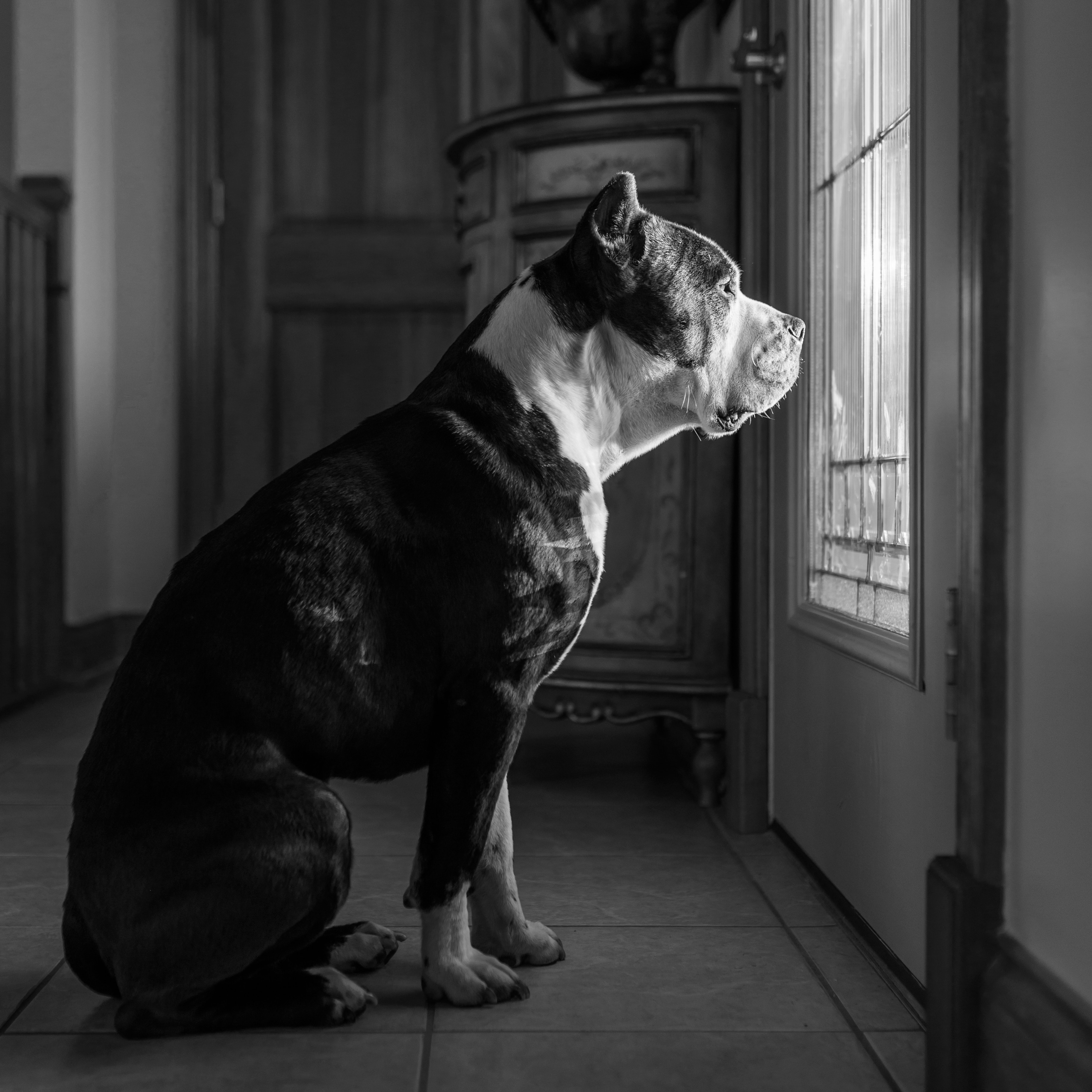 Dogs are Deserving foster dog pit bull terrier at window
